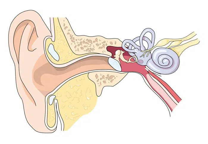 Infographic showing the inner ear canal that affects Tinnitus (ringing in ears)